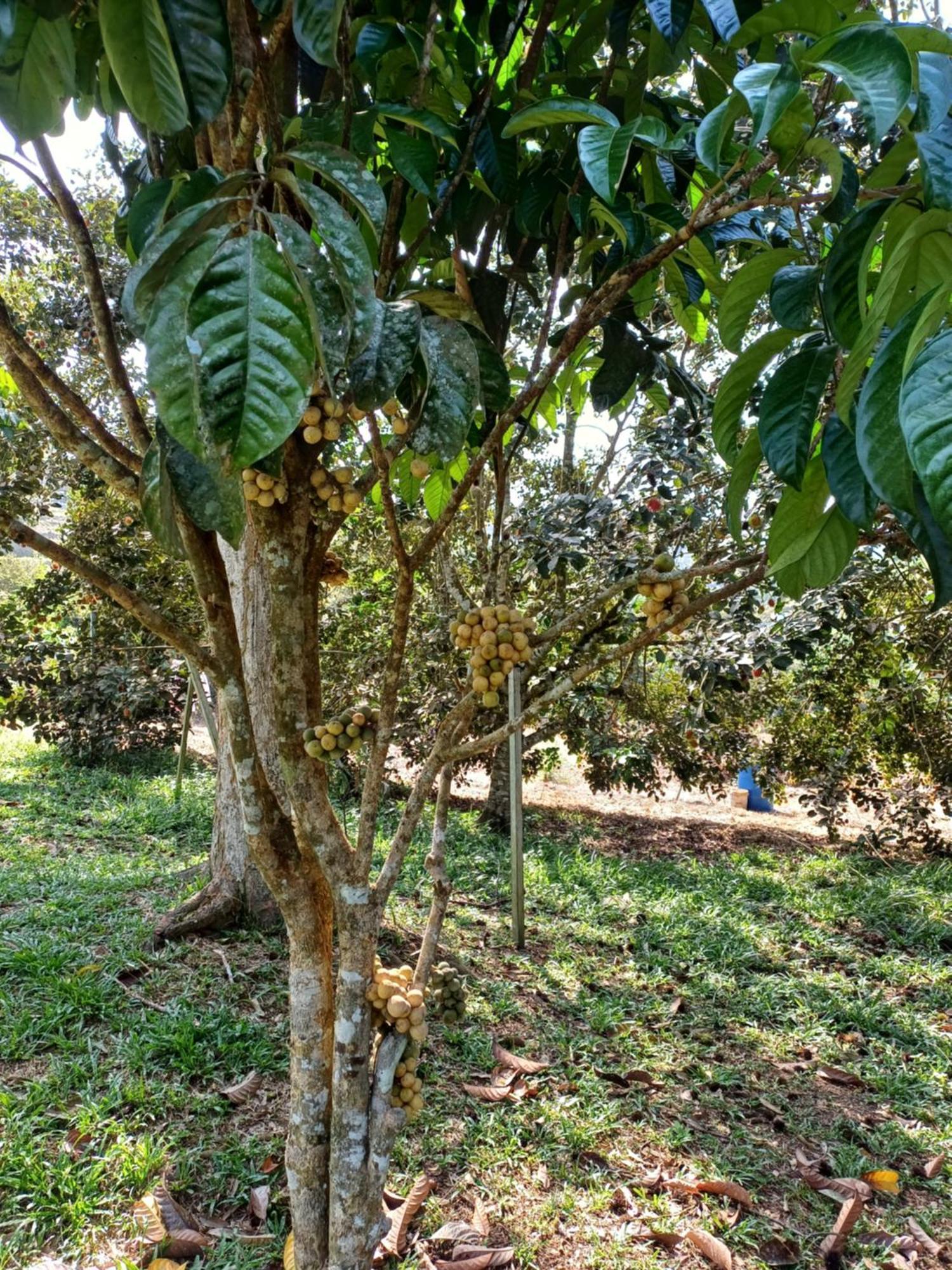 Lemuni Retreat & Training Centre - Kerling, Selangor酒店 外观 照片